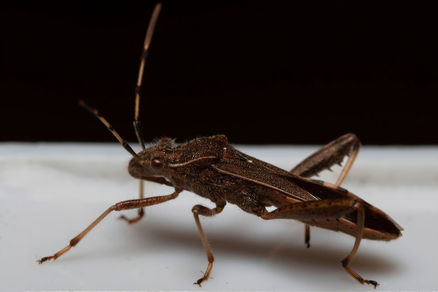 Alydidae - Camptopus lateralis